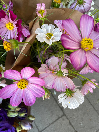 Cosmos by the bunch (6987977392209)