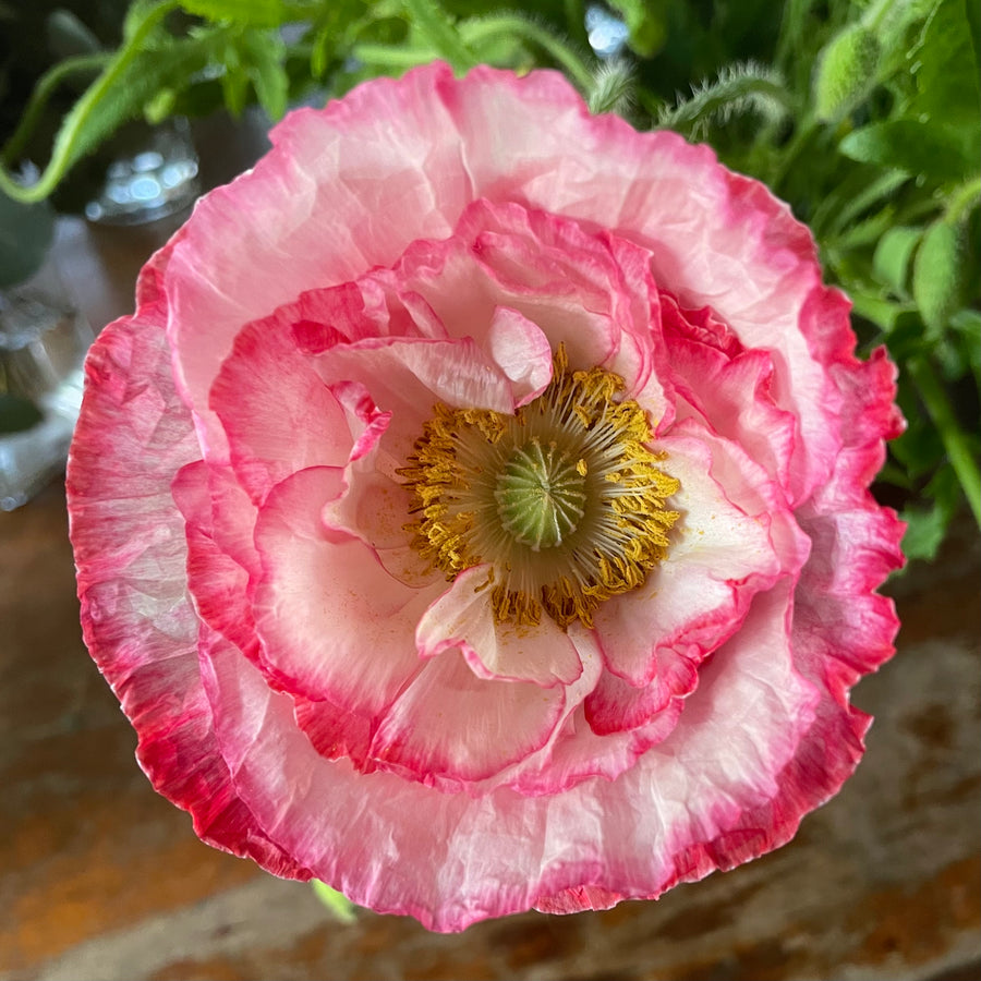 Poppies by the bunch (6924223283281)