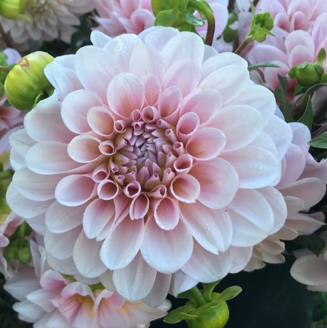 Dahlia Sweet Natalie