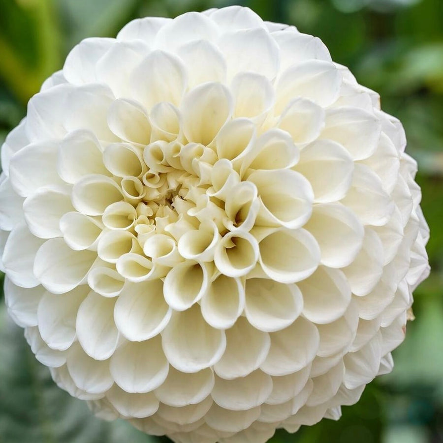 Dahlia Petra’s Wedding Ball (6799869509713)