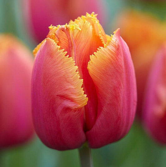 Tulip Louvre Orange - 10 Bulbs (6678937337937)