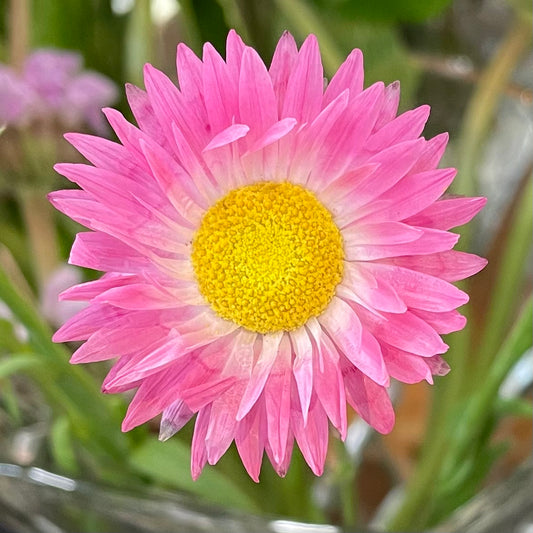 Paper Daisies ‘pink’ by the bunch (6925129678929)
