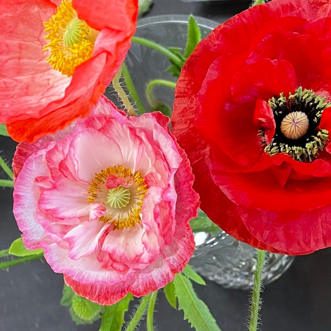 Poppies by the bunch (6924223283281)
