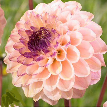 Dahlia Wine Eyed Jill