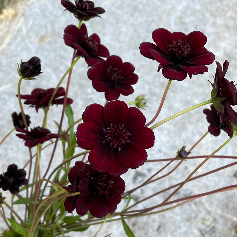 Chocolate Cosmos by the bunch (6954416963665)