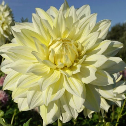 Dahlia La Luna (7010916073553)