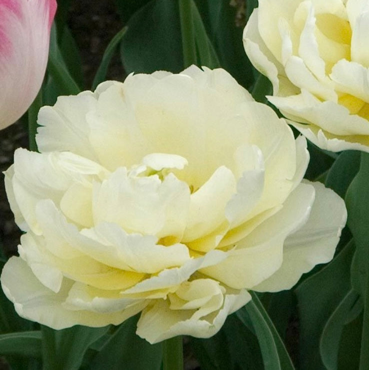 Tulip Verona - 10 bulbs (6678947692625)