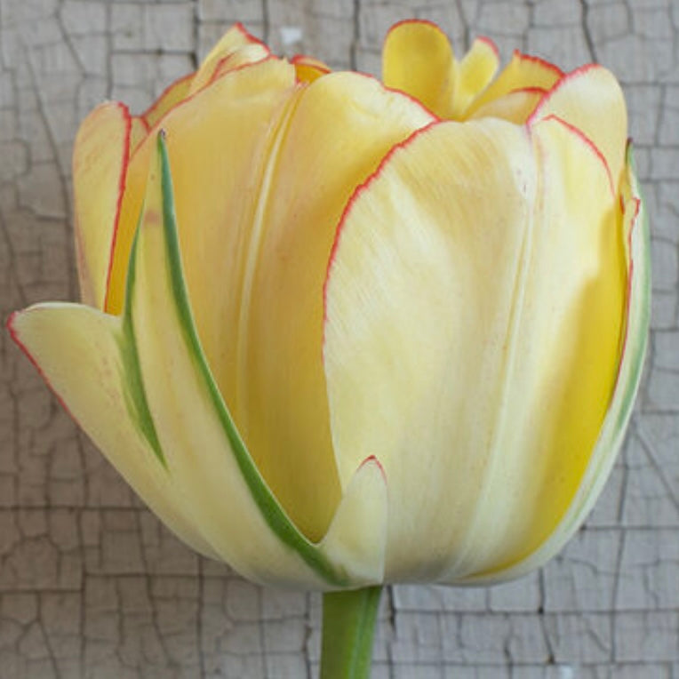 Tulip Akebono- 10 Bulbs (6678916464721)