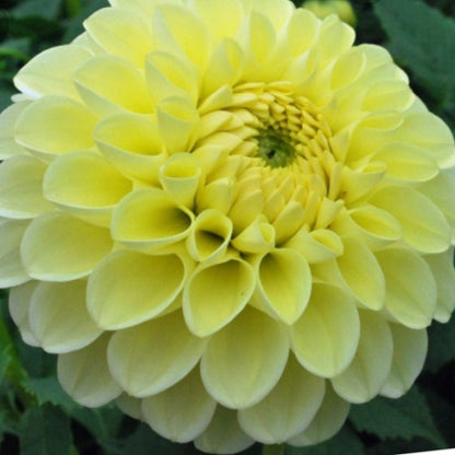 Dahlia Boom Boom Yellow (6776472535121)