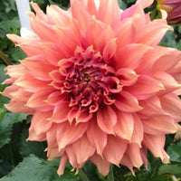 Dahlia Fairway Spur (7010911387729)