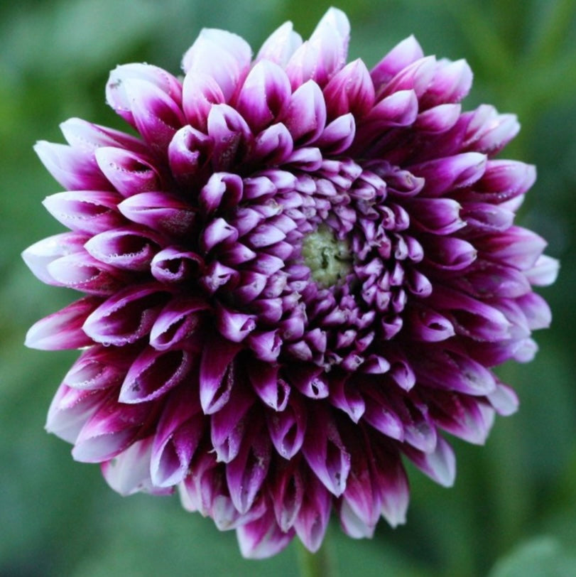 Dahlia Ryan C (6776493146193)