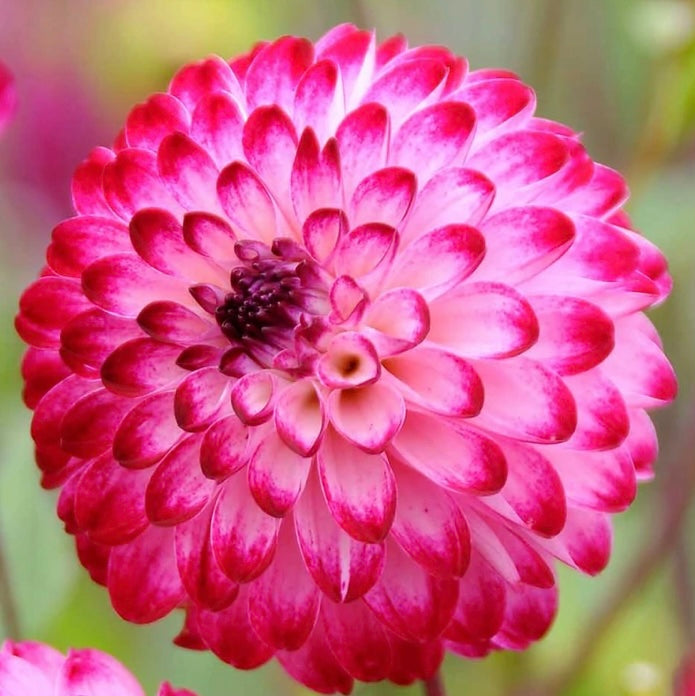Dahlia Little Robert (6776489902161)