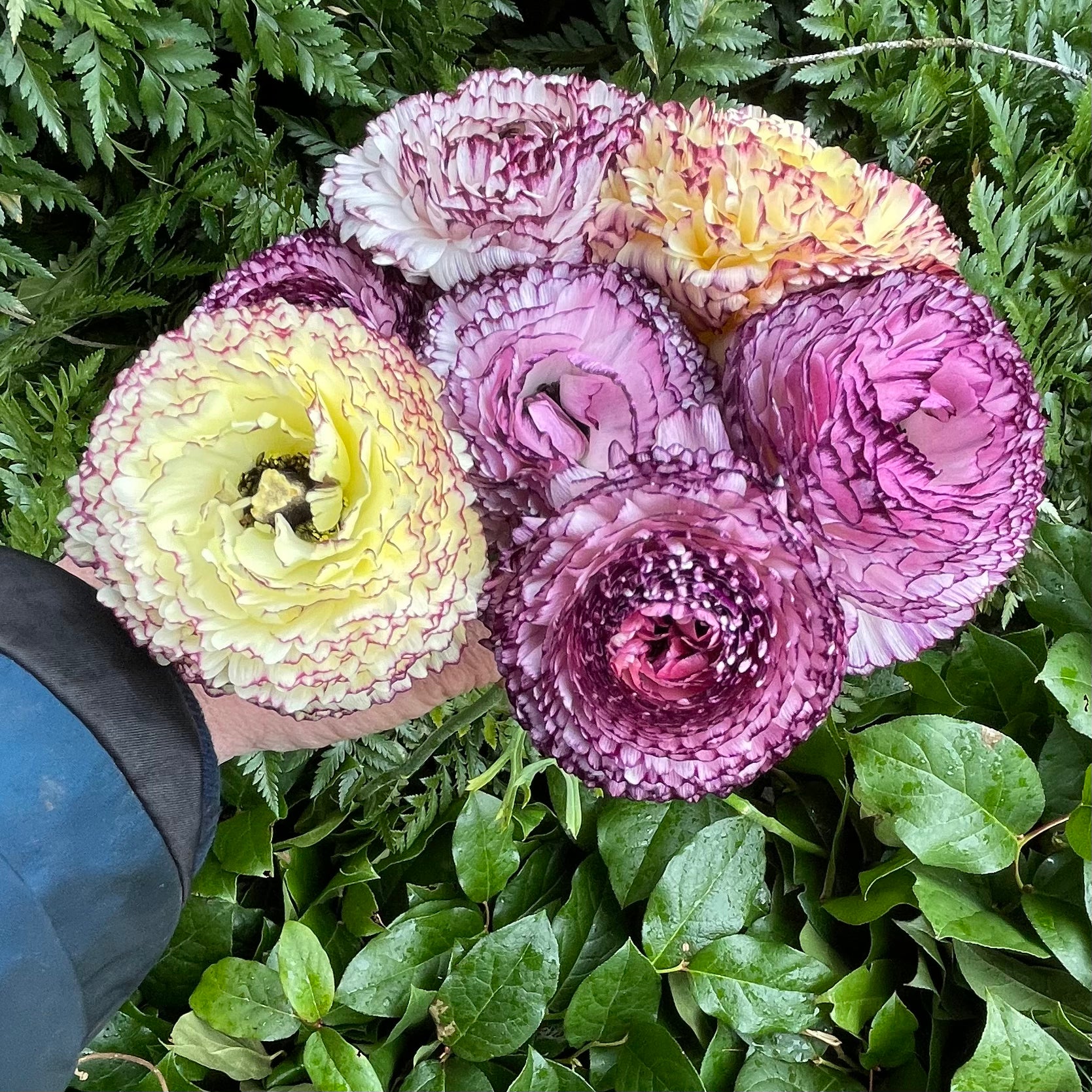 Italian Ranunculus Milka Italian Ranunculus by the bunch – Twyla's Flower Farm and Floristry