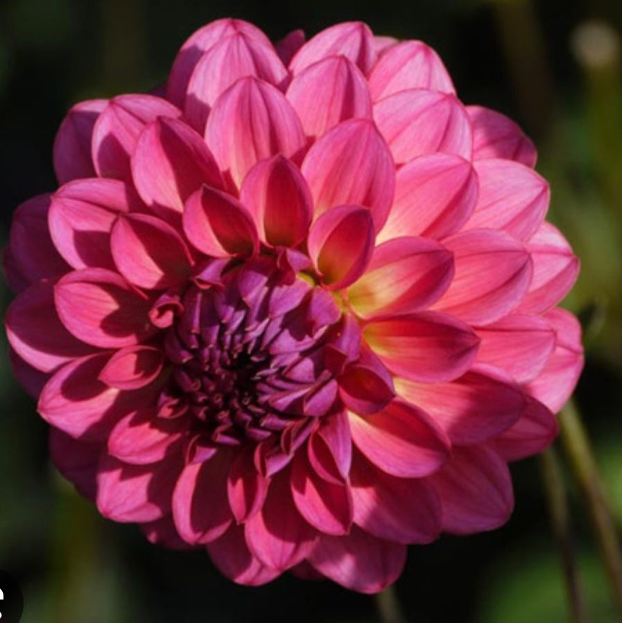 Dahlia El Santo (7010926952529)