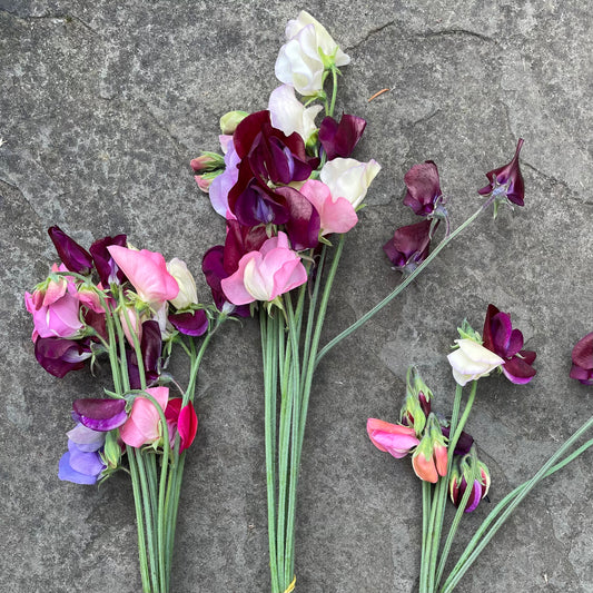 Sweet Peas by the bunch (6925138133073)
