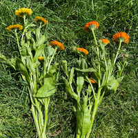 Calendula by the bunch (6923592630353)