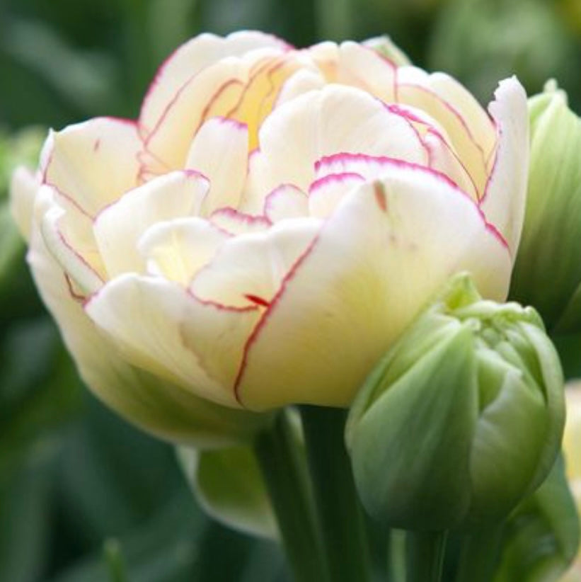 Tulip Double Dolce - 10 bulbs (6701634748497)