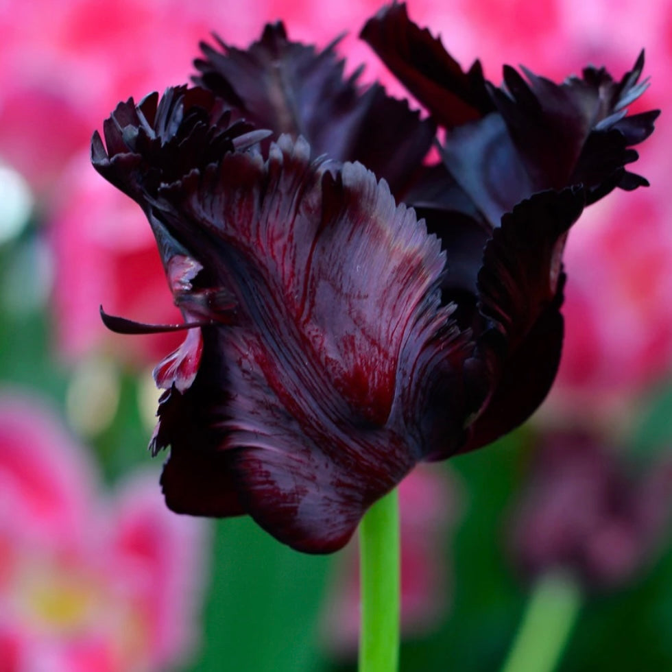 Tulip Black Parrot - 10 bulbs (6701609451601)