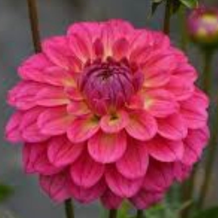 Dahlia El Santo (7010926952529)