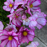Cosmos by the bunch (6987977392209)