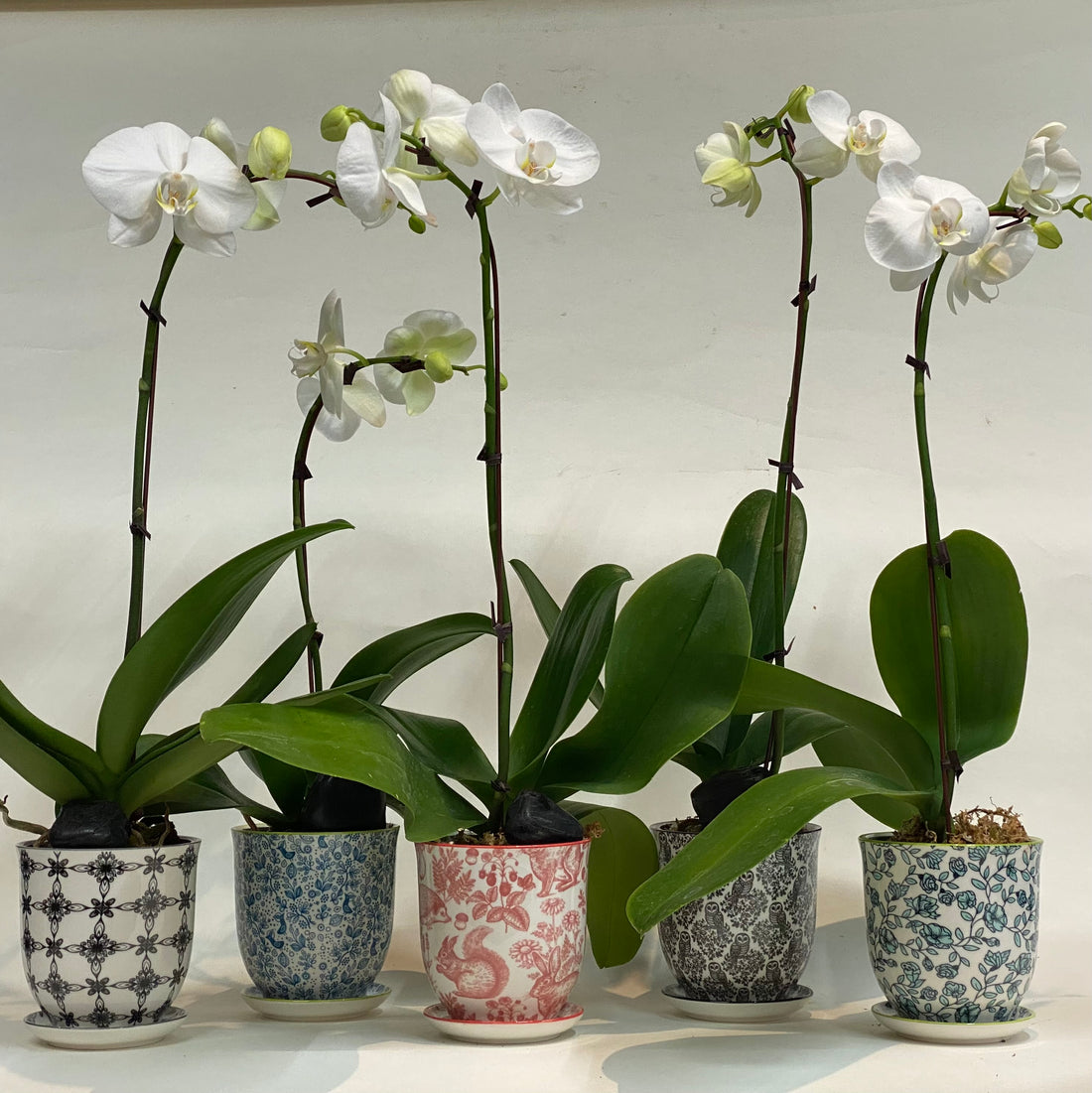 Gift Size Orchid (6783259344977)