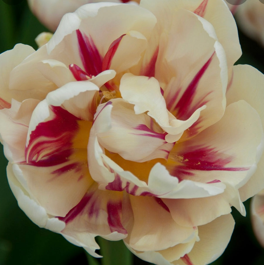Tulip Flaming Margarita - 10 Bulbs (6678929702993)
