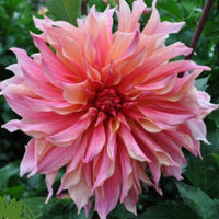 Dahlia Labyrinth (7010916794449)