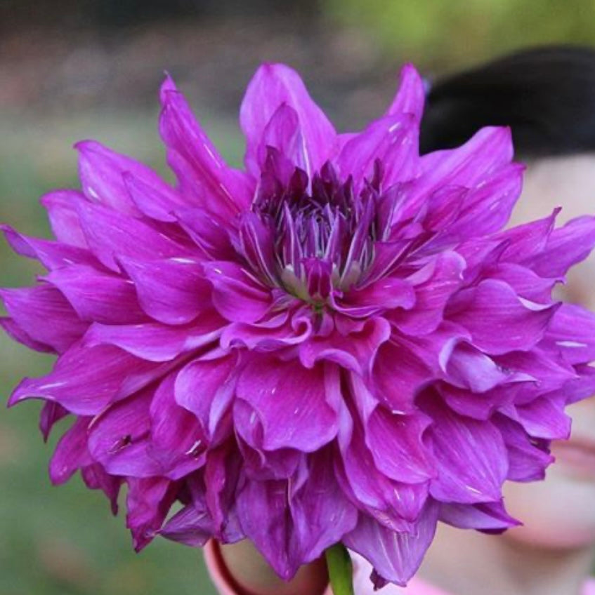 Dahlia Taiheijo (7010919415889)