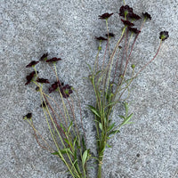 Chocolate Cosmos by the bunch (6954416963665)