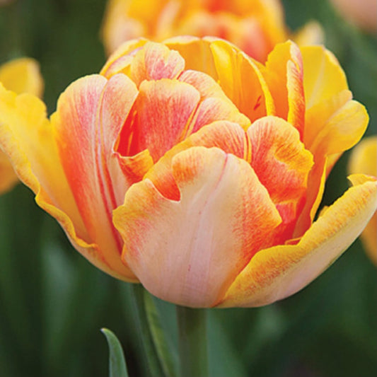 Tulip Foxy Foxtrot - 10 Bulbs (6678921248849)