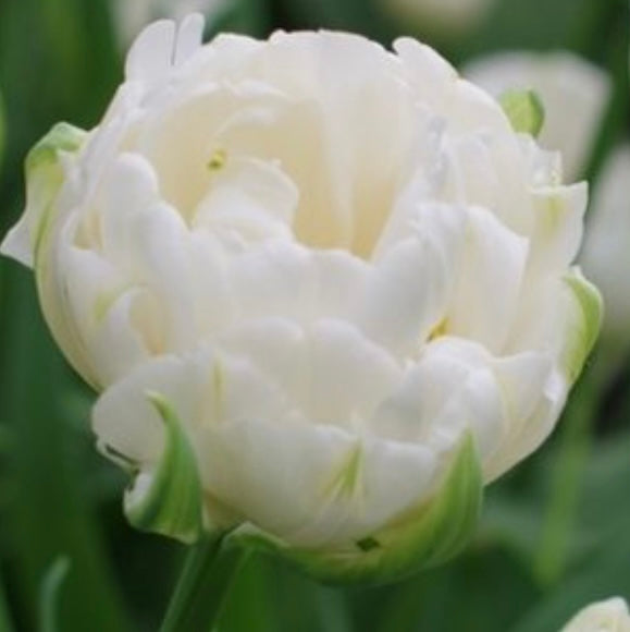 Tulip Mount Tacoma- 10 bulbs (6701639598161)