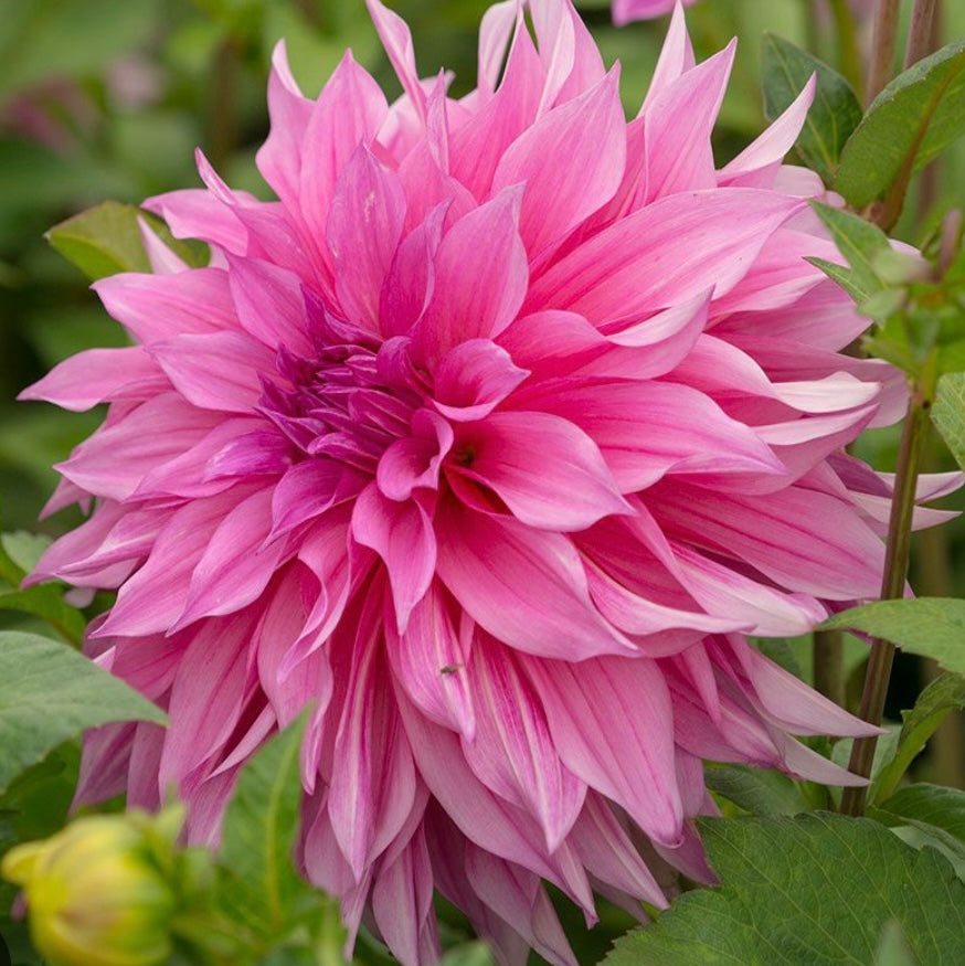 Dahlia Cafe au Lait Rose (7010907422801)